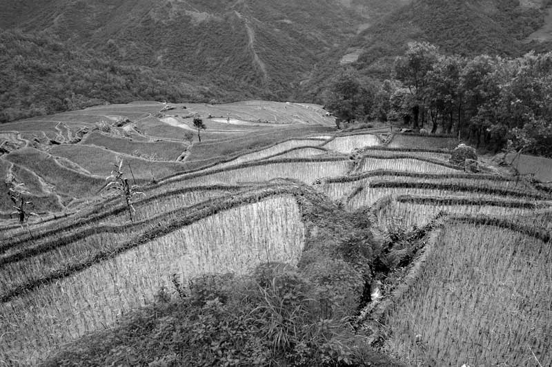 Traditional science for irrigation in India - Irrigating terraced paddy fields using water from hill springs in Nagaland
